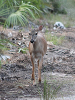 Key Deer Key Deer