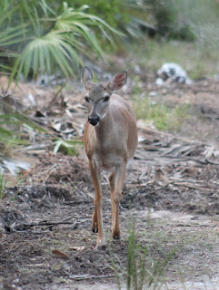 Key Deer Key Deer
