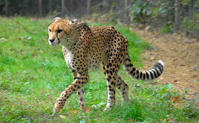 Beautiful African Animals Safaris: Cheetah Hunting speed and the ...