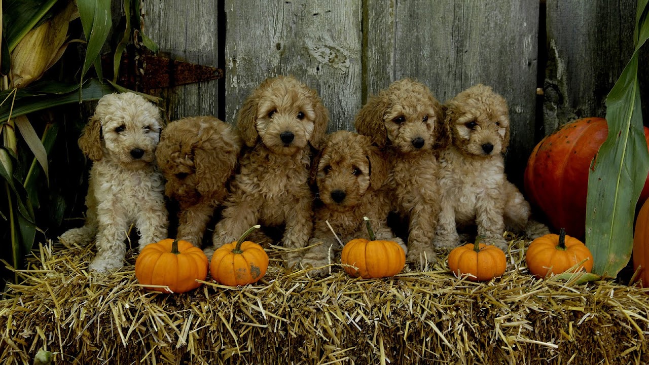 Gold Coast Animal Hospital - Gold Choices Gold Coast Animal Hospital - Gold Choices