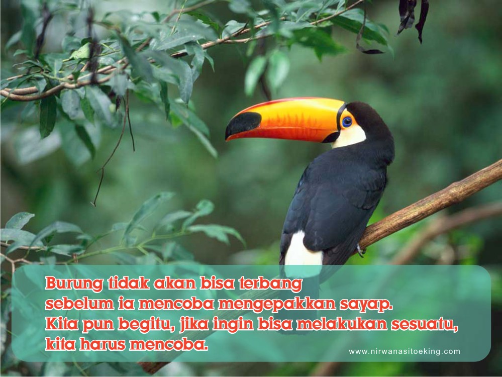 Kata Bijak Burung Cikimm Com