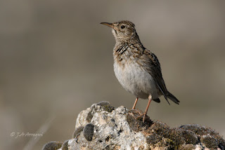 Alondra ricotí, alondra de Dupont, Chersophilus duponti, Dupont´s Lark