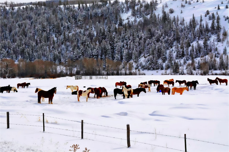 Horsing Around In the Snow