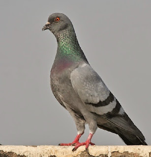 Burung Dara atau Merpati