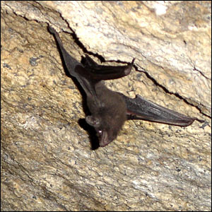 Seychelles+Sheath-tailed+Bat