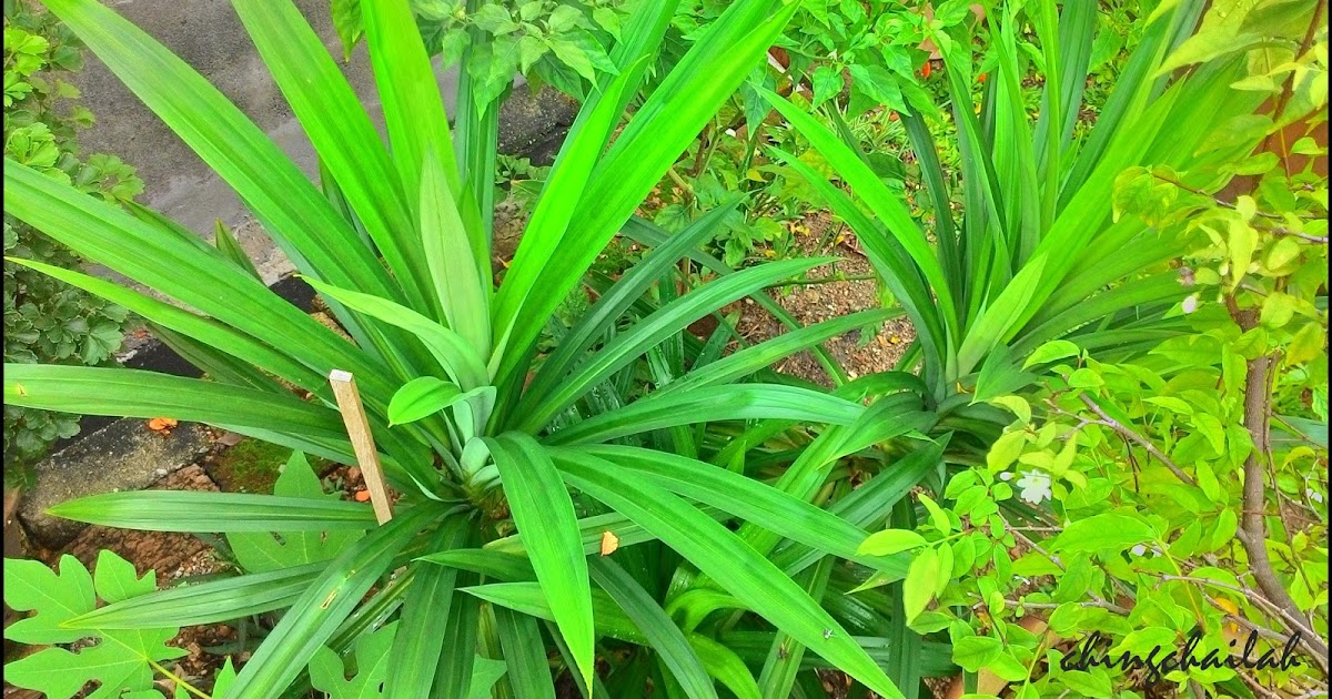 Simple Living In Nancy GROWING PANDAN (SCREWPINE) LEAVES AND ITS