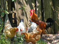 chicken hay coop bales inclined organically designed