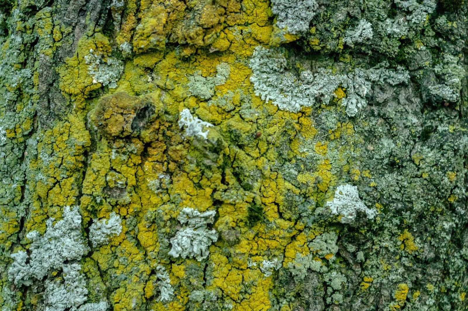 NEW SAVANNA Bark, moss, wounds