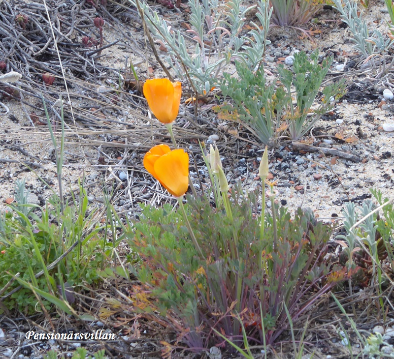 Pensionärsvil(l)an Från kust till inland