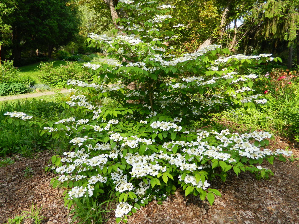 Pyjama Gardener S Yorks May 2015