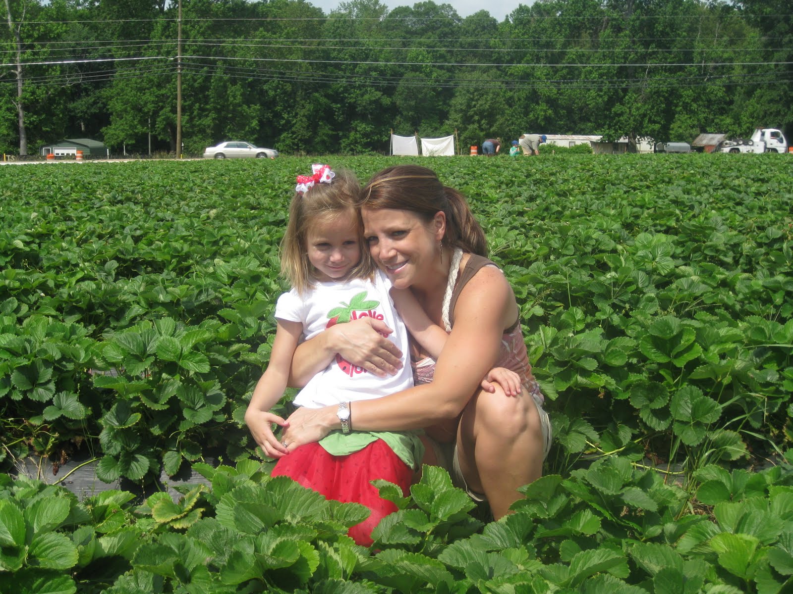 Knight and Day Strawberry Picking at Washington Farms
