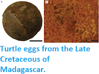http://sciencythoughts.blogspot.co.uk/2015/10/turtle-eggs-from-late-cretaceous-of.html
