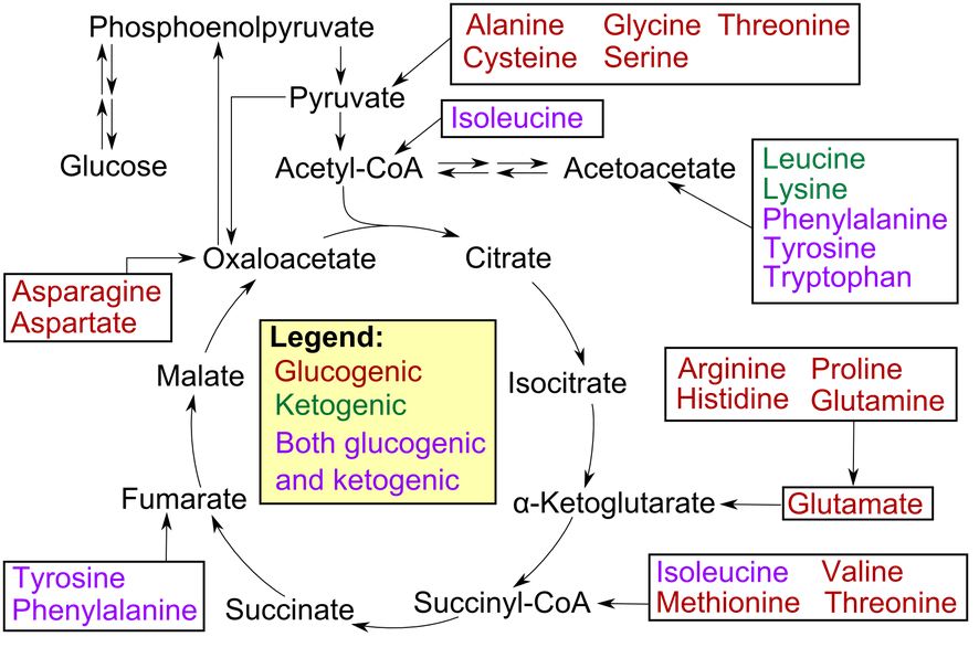 Medicine Newbie Gluconeogenesis