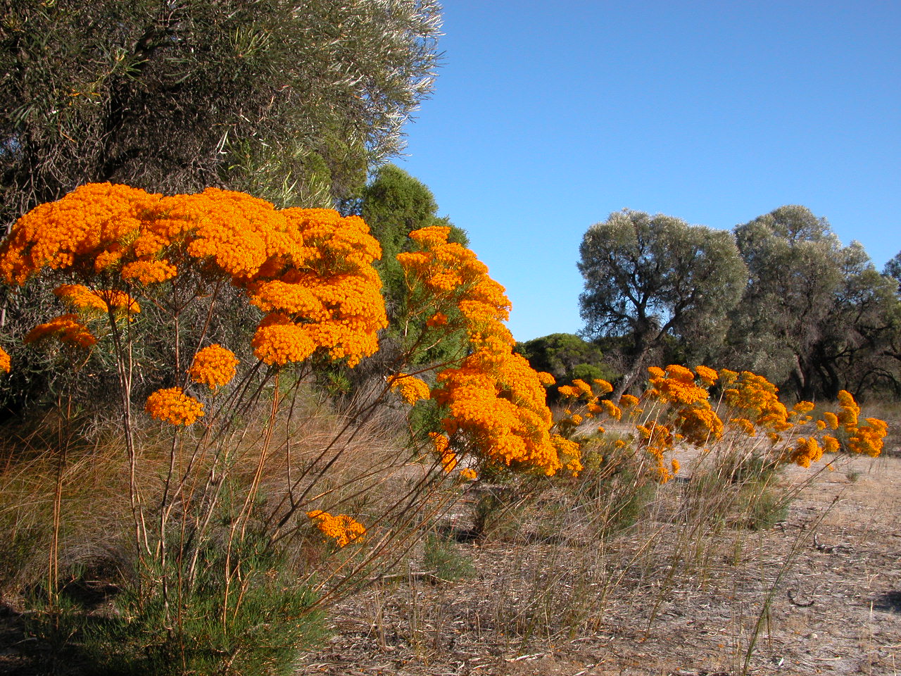 ELLENBROOK BUSHLAND GROUP first day of summer