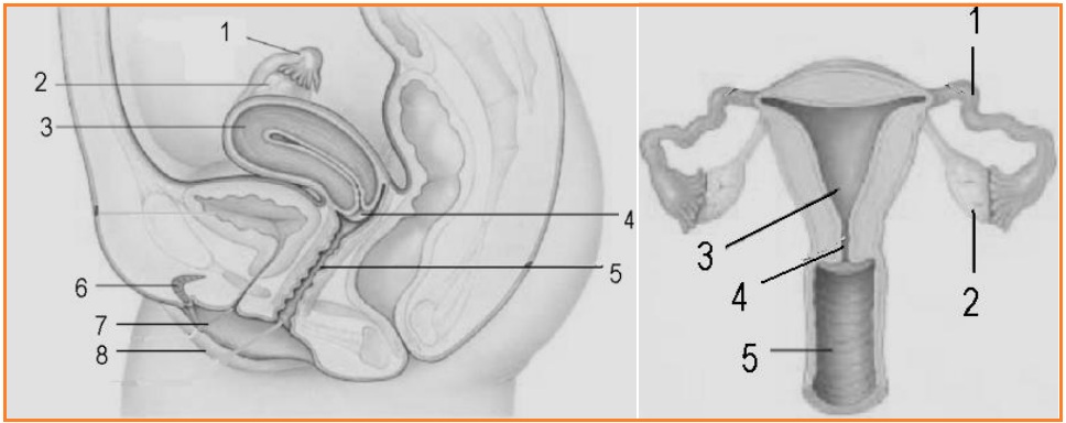 M A L A N Gperkumpulan Pengelola Pendidikan Umum Dan Teknologi Nasional S M A Perkumpulan Pengelola Pendidikan Umum Dan Teknologi Nasional Malang Sma Nasional Malang Nss 314056101050