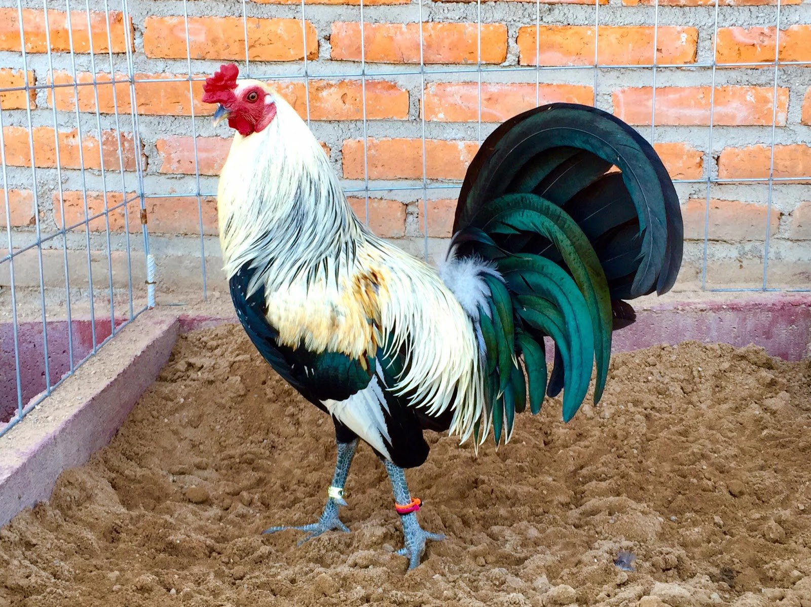 La vitamina k una de las vitaminas que no puede faltaren la vida de