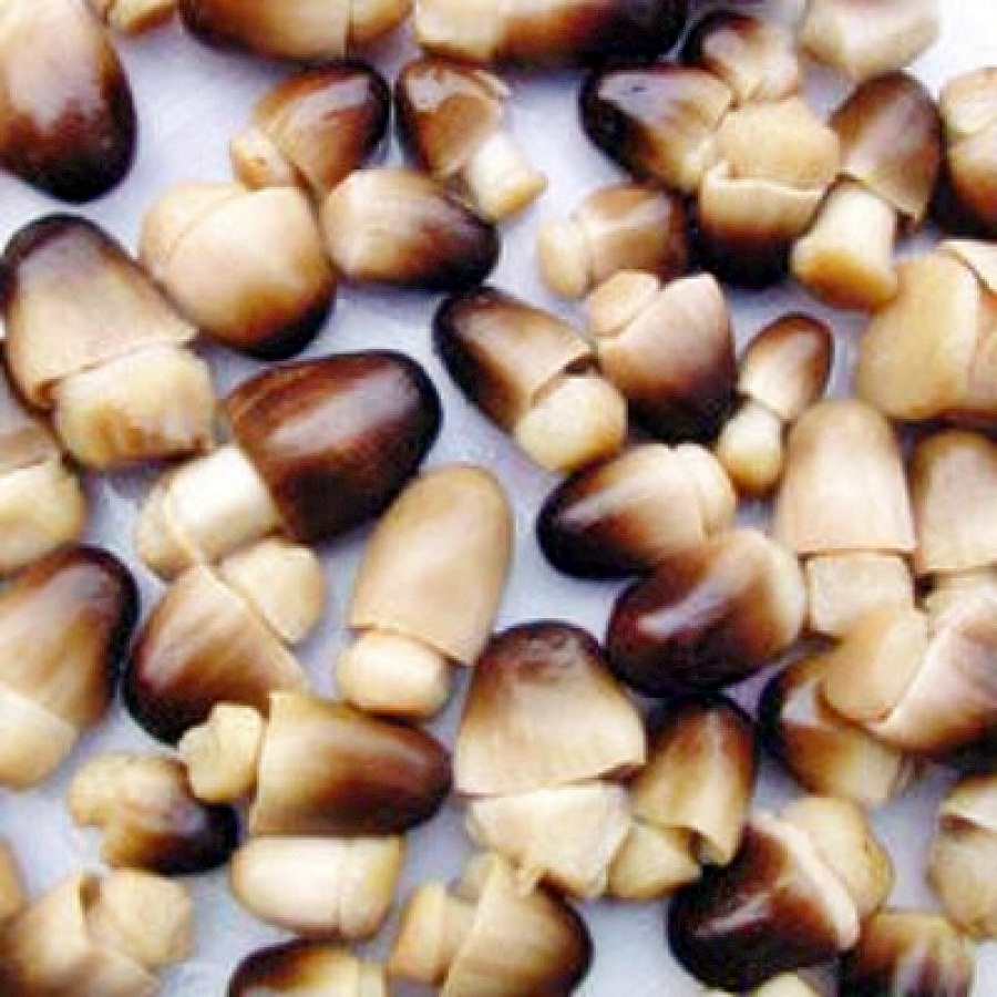 Budidaya jamur merang BUDIDAYAKU