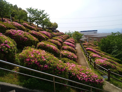 【枚方市・津田サイエンスヒルズ】空見の丘公園のつつじ 【枚方市・津田サイエンスヒルズ】空見の丘公園のつつじ