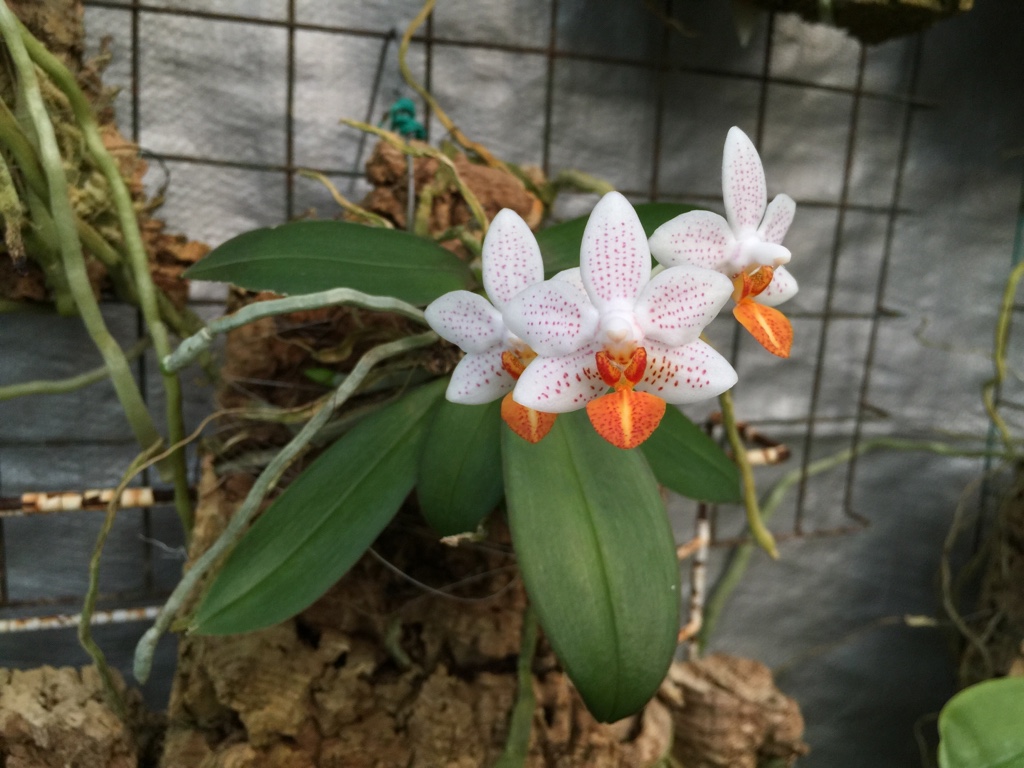 Phalaenopsis Mini Mark orchid hybrid care and culture | Travaldo’s blog