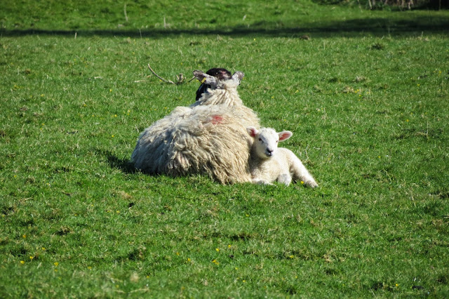A sheep and a lamb lying together in a field.