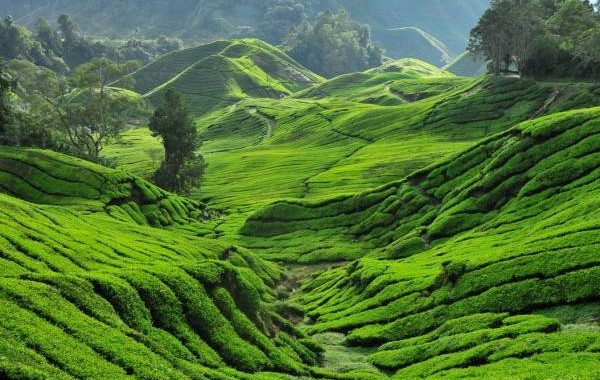 ladang teh sabah