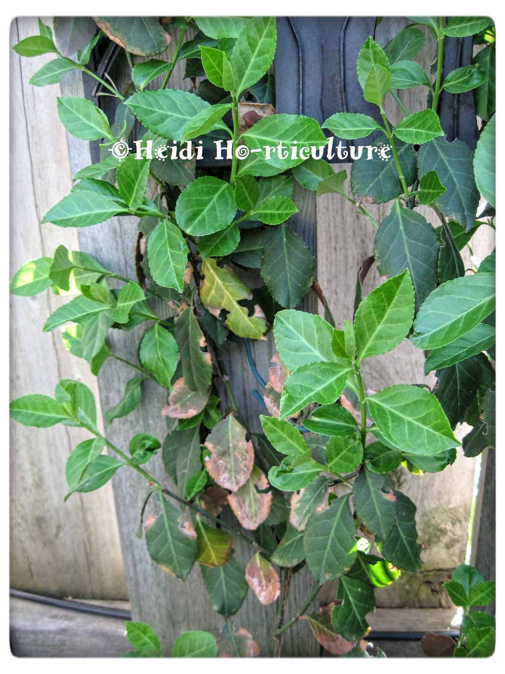 Gardens Plants And Design Plant Of The Day Plante Du Jour