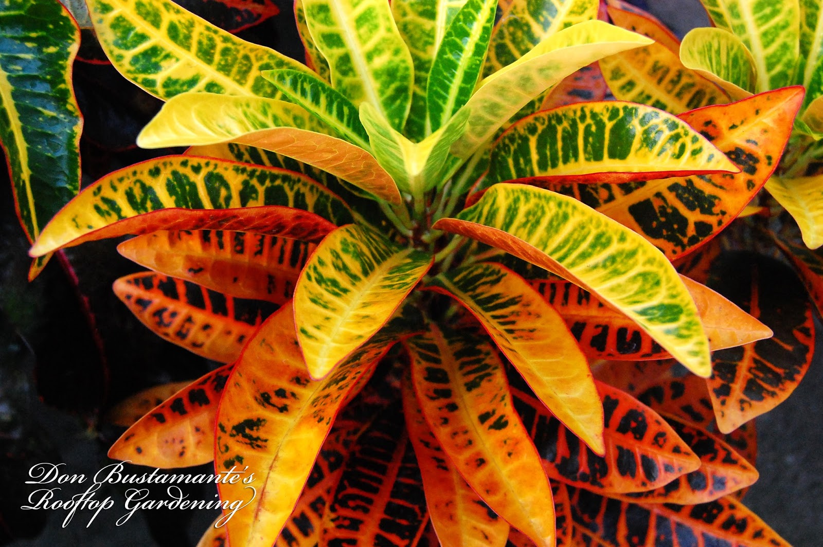 Don Bustamante's Rooftop Garden Croton [Fire Of San Francisco]