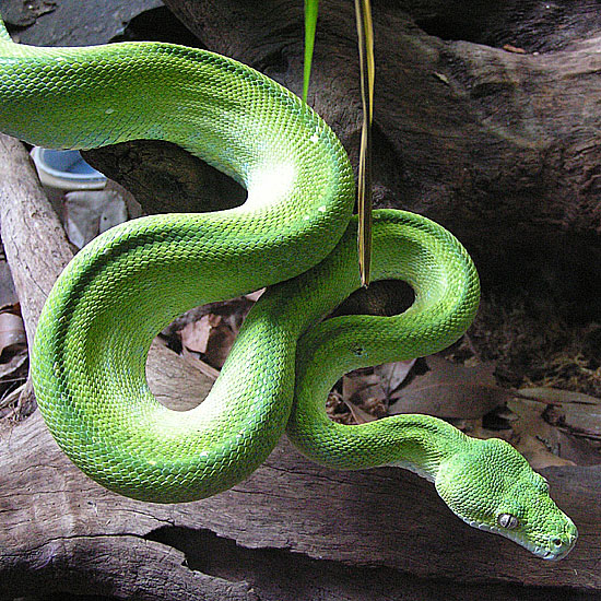 QQ Wallpapers: Green Tree Python