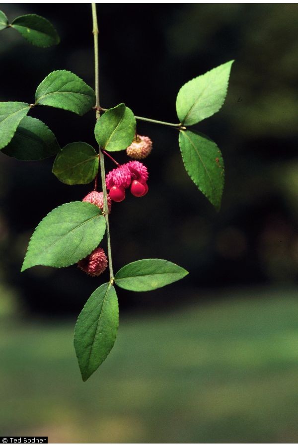 Fruit Seeds of Southern Michigan Euonymus americanus Burstinghearts, Heartsabustin