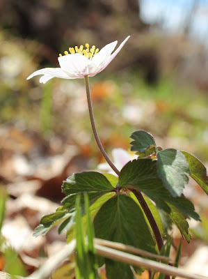 Anemoner