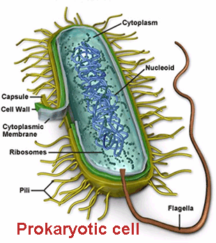 Prokaryotic cell structure Prokaryotic cell structure