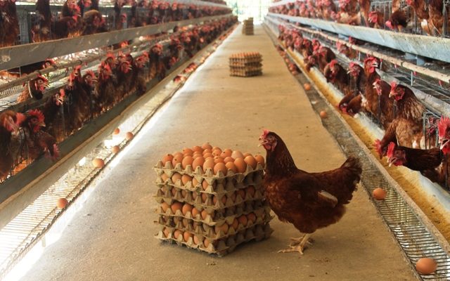 Merencanakan Bisnis Ayam Petelur