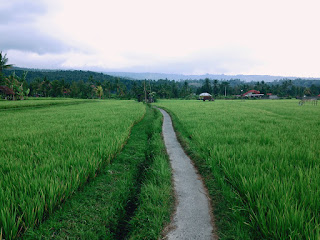 View Of The Path Way In The Middle Of Rice Fields At Kayuputih Village, Banjar, North Bali