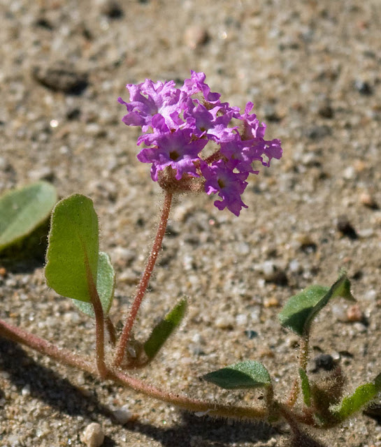 Sand verbena Sand verbena