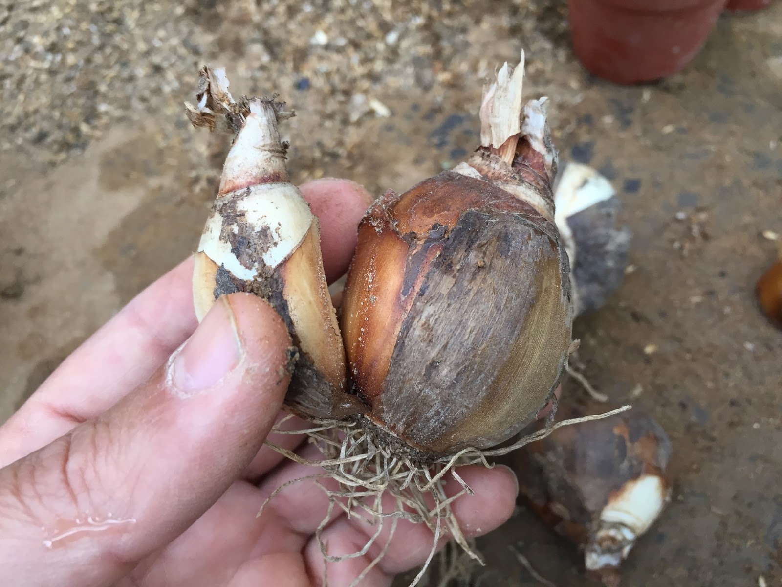 How to Plant & Care for Narcissus Bulbs