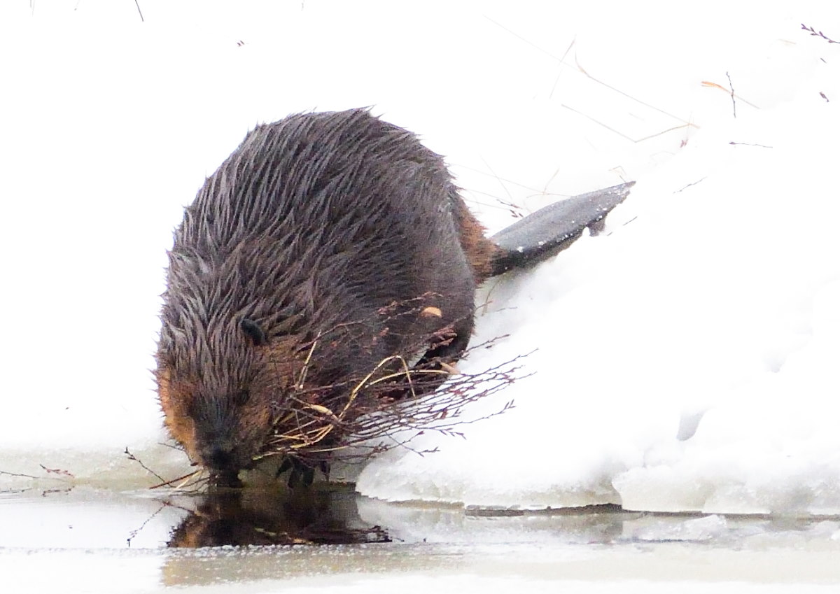 Katahdin, The Maine North Woods and Florida Beaver on River Pond