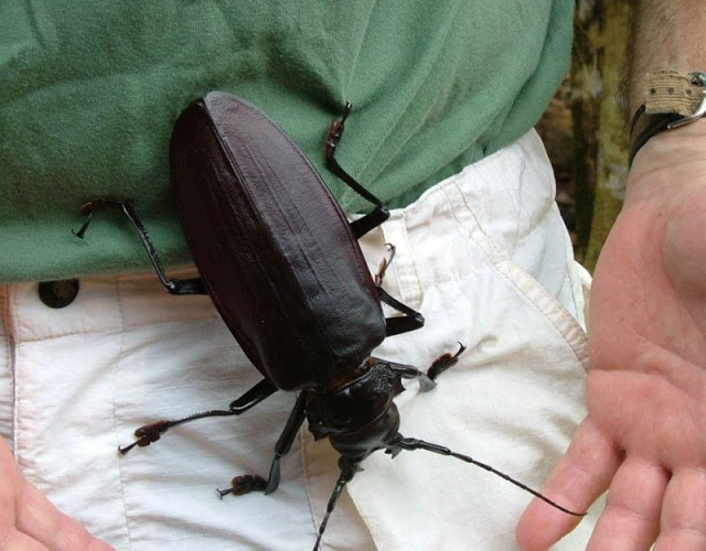 MUNDO ANIMAL El escarabajo más grande del mundo (Titanus Giganteus) Sembrando Futuro MUNDO ANIMAL El escarabajo más grande del mundo (Titanus Giganteus) Sembrando Futuro