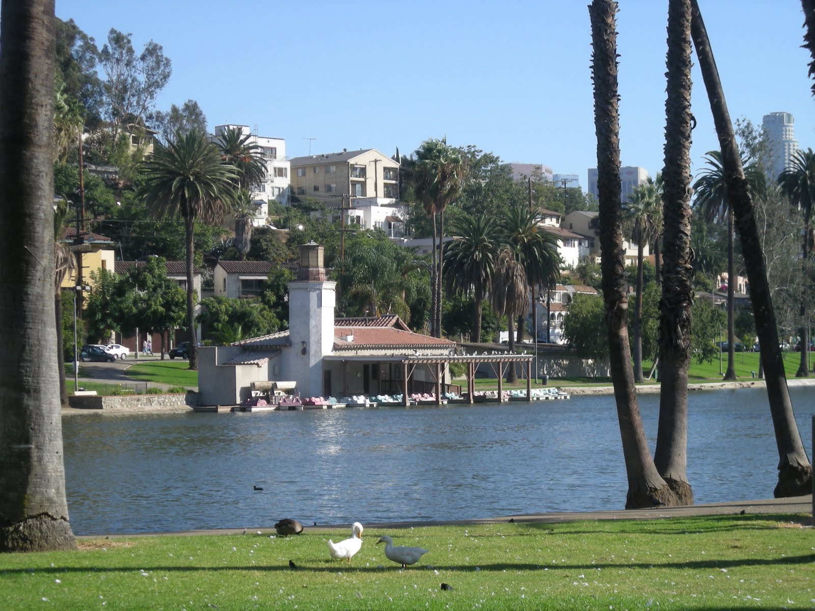 Echo Park Lake Birdwalk this Sunday