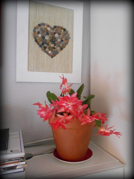 flor de maio flor de maio rosa