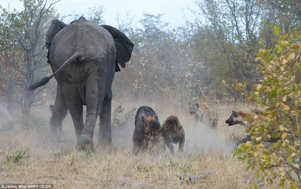 elephant-vs-hyenas-pictures-002.jpg