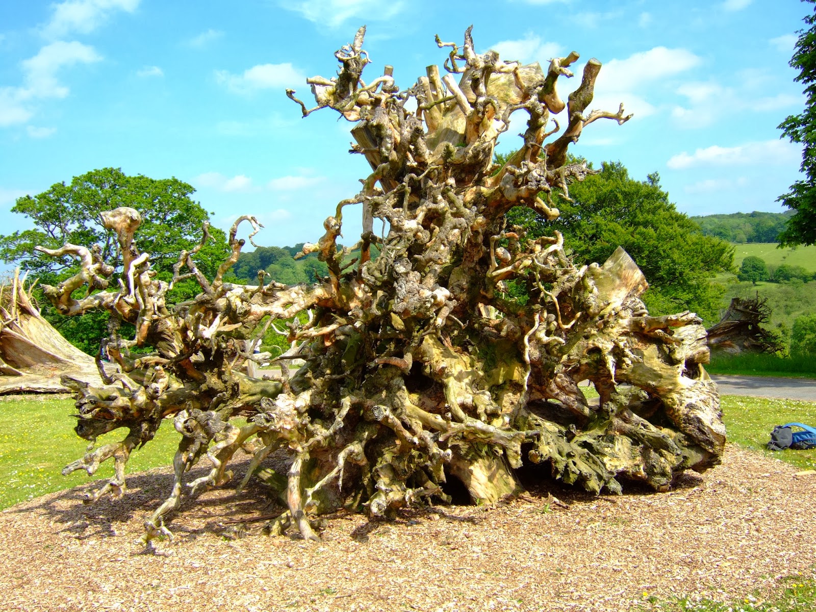 PHOTOS2PLEASEU TREE ROOT SCULPTURES