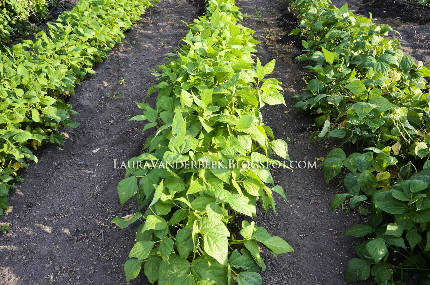 Laura Vanderbeek Harvest Monday garden update