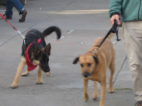 Dogs being walked. Castro, San Francisco, CA 94114