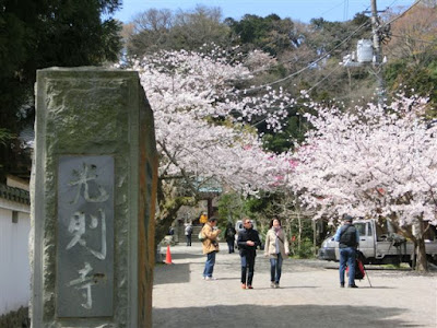  光則寺の桜