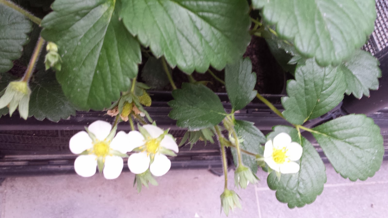 Allison Abroad Gardening Update Strawberry Plants, a