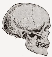 Tengkorak manusia Cro-Magnon