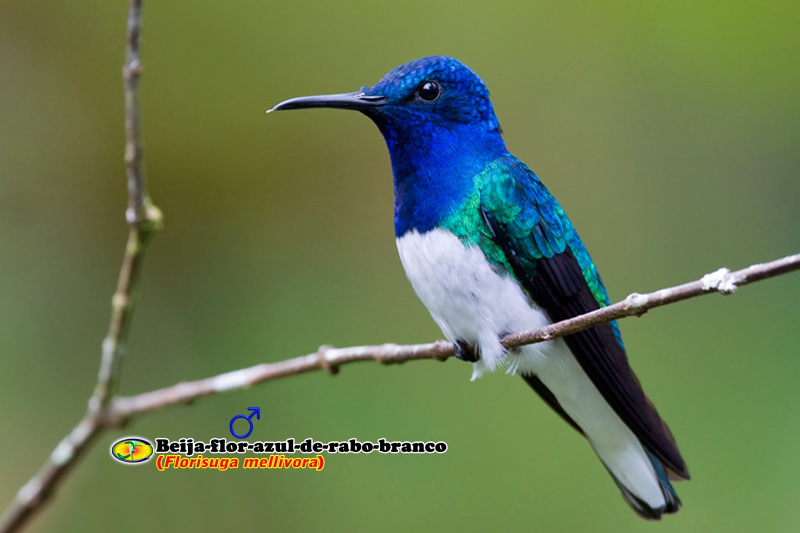 Zoologia Beijaflorazulderabobranco (Florisuga mellivora) Zoologia Beijaflorazulderabobranco (Florisuga mellivora)