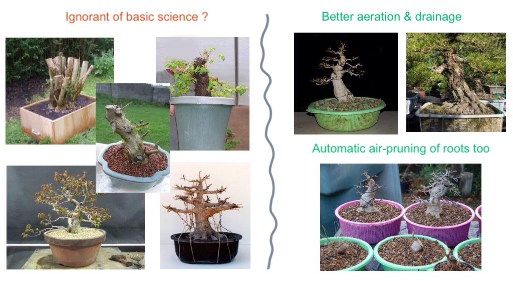 Instant Bonsai For Everyone Colander vs. Bonsai Pots Part 1