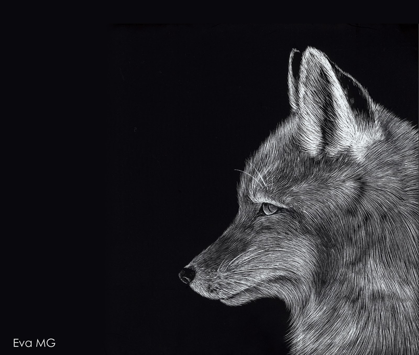 Eva Gey Ilustración Fox Scratchboard