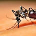 SAÚDE / Aedes Aegypti pode transmitir nova doença chamada nyong-nyong